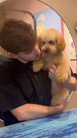 where is his forehead #goldendoodle #dogs #dogsbylogan #puppy 