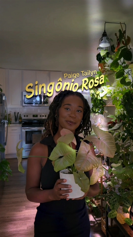 O Singônio Rosa pode recomeçar… É a mesma planta, não um broto clonado. A raiz ainda tá ali presente. Ela regenerou o caule e as folhas. Elas se reconstruiu e voltou tão deslumbrante depois de todos pensarem que tudo estava perdido. A planta syngonium 