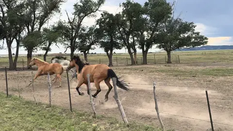 Dorado the Palamino turns it up! #horses #fyp #run #fast #trending #nature #horsesoftiktok #horsesontiktok #newmexico #quarterhorse #blueskyranchnewmexico 