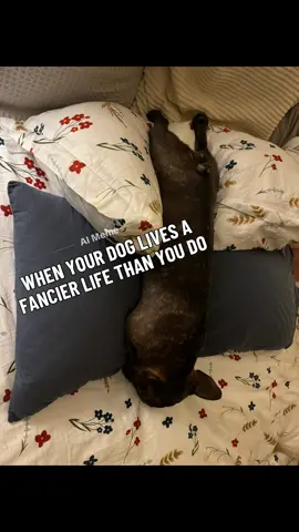 #itookanapinstead #tookanap #lazyday #frenchies #frenchiesoftiktok #frenchbulldog #positivevibesonly #simplymore 