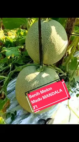 #fyp #Benih Melon Madu MANDALA F1 
