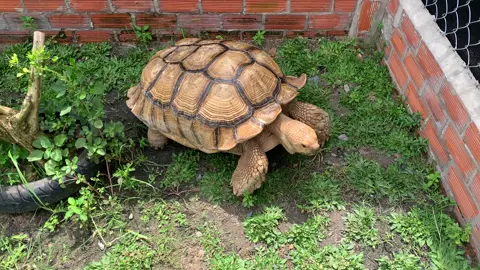 Rùa cạn sulcata có cắn ko . Thì đây là câu trả lời. Rùa ăn chay nên k có cắn nha 😁#sulcata 