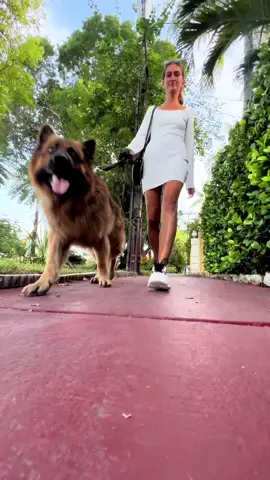 Everyone's been asking about these sneakers! 👟…offers comfy, affordable sneakers perfect for dog walks and more! 🐾 They look great with a dress too! 😍 #sneakers #dogmom #walks #dogwalks 