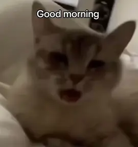 Morning to the world#goviral #fyppppppppppppppppppppppp #meme #cat #funny #kitty #goodmorning #cute #tiere 