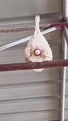 Don't worry, our lithium battery is your portable energy station, ready to power up your joyful moments anytime, anywhere! 🔋  It's lightweight and easy to carry, with immense capacity and long lifespan, offering you a lasting companion. Whether it's a temporary power outage in a commercial building, an urgent need in a residential area, or an unexpected requirement during outdoor activities, it will always be your most reliable backup. #Lithiumbattery #outdoorpowersupplay #portablepowersupply #mobilepower supply#Nigeria