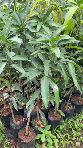 Yg tanya2 mangga miyazaki seperti apa bibitnya? Ini kita readykan tinggi 1 meteran cocok buat tabulampot #bibitbuah 