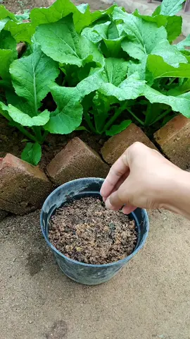 menyemai sawi kailan di pot #berkebun #gardening #semaibenih #paketbenihsayuran #benihsayuran 