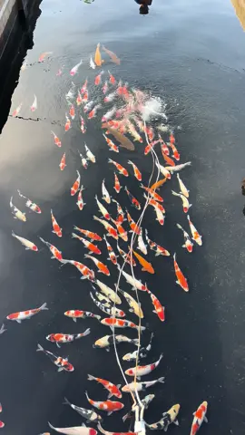 Tani ngene po ya nutut dik  #fyp #fypシ #fypシ #xyzbca #fypシ゚viral #fypage #brandatiktok #ikan #koi #koibagus #koimurah #koijogja #xuhuong #tranding #fish #fishing #koilovers #ikan #koi #ikankoi #ikanhias 