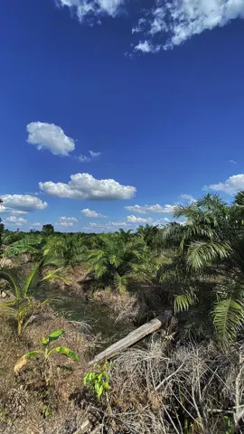 #petanimuda #petanisawit #sawitkalimantan🌴🌴🇮🇩 #kulisawitkalimantan 