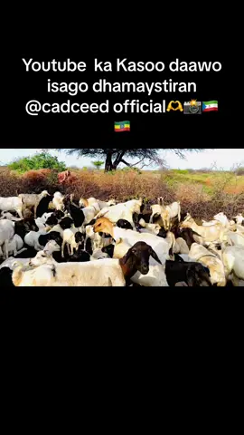 Youtube ka kaso daawo cadceed officiala🇬🇶🇪🇹📸@_QOOJE_ @M͜͡U͜͡H͜͡S͜͡I͜͡N͜͡O͜͡W͜͡W🥷📸 #foryou #puntlander🇸🇱 #Ethiopia #doollo #galkcyo🇸🇱👈 #viralvideo #tiktok #follower #follower #🦁 #mudug # viral #for @Yamaari_travels @{📹𝐅𝐚𝐫𝐱𝐚𝐧 𝐬𝐡𝐚𝐛𝐚𝐜} @laalaa @Bahjo mohamett🦋🧚‍♂️💍 @gabar fiq xasan🇸🇱🇱🇺🇸🇸🥀 @Gooni-joog @suldamda 👑❤️❤️ @Cabdullahi Fullujo @N🤎 