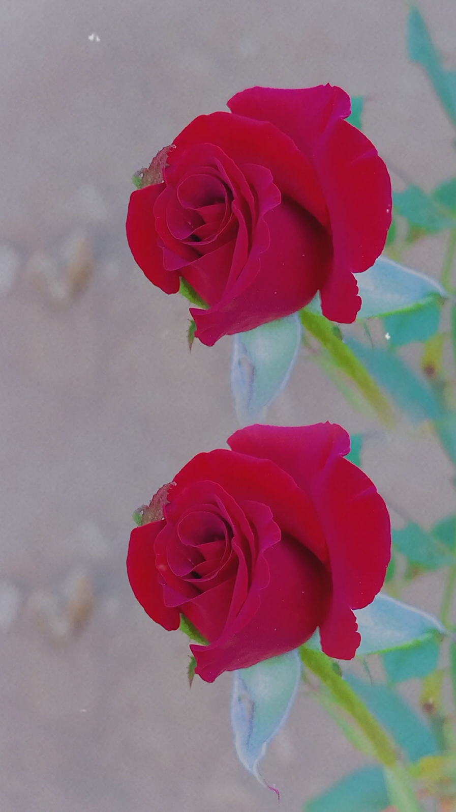افرح افرح وانتشي  #صباح_السعادة_لقلوبڪم_الطّيّبــۃ🌸 #اكسبلورر #شيلات_روعه_خواطر_ذوق #اكسبلور #تصويري #viral #lavendr81 #جده #جده_تيك_توك #CapCut 