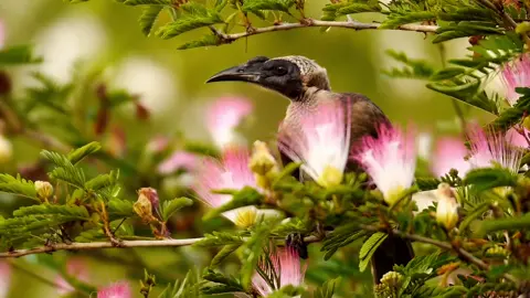 Helmeted Friarbird Helmlederkopf A Helmeted Friarbird is feeding on the Nectar of the Flowers of the Pink Silk Tree (aka Persian Silk Tree) Ein Helmlederkopf kostet vom Nektar der Blüten der Seidenakazie #bird #birds #birb #birbs #friarbird #leatherhead #lederkopf #helmetedfriarbird #helmlederkopf #honeyeater #honigfresser #philemon #philemonbuceroides #seidenakazie #silktree #pinksilktree #persiansilktree #timoresehelmlederkop #helmlederkop #filemóndeyelmo #australia #australien #queensland #aves #oiseau #oiseaux #ptak #ptaki #vogel #vögel 