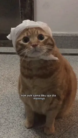 Oyen 🥰 #kucinglucu #kucingtiktok #kucing #kucingku #kucinggemoy #kucingnyimut #anabul #kucingoren 