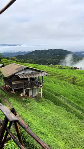 นาขั้นบันไดหน้าฝน #นาขั้นบันได #ป่าบงเปียง #เชียงใหม่ #เที่ยวเชียงใหม่ 