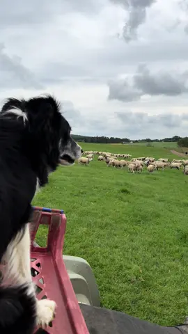 #fyp #dogsoftiktok #bordercollie #viral #trending #trend #fypシ゚ #tiktok 