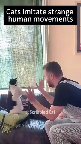 Cats imitate human actions🤣🤣#cat #cats #cutecat #catlover #catsoftiktok #fyp #foryou #foryoupage #funny #funnycat #funnyvideos #funnytiktok #funnyanimals #kitty