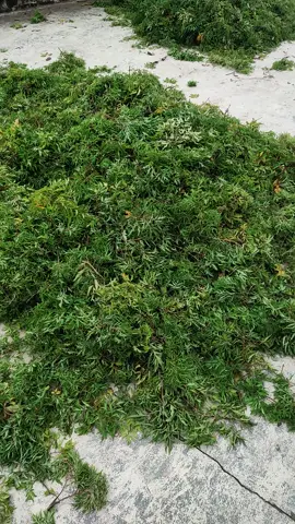 lá đinh lăng khô
