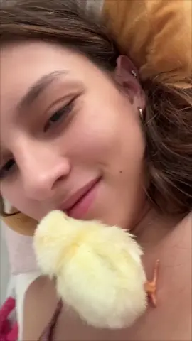 Chick Gets into Owner's Mouth