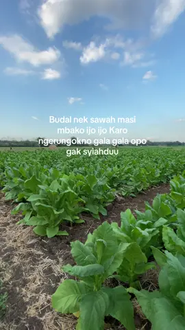#fyp #beranda #bojonegoro #viral 
