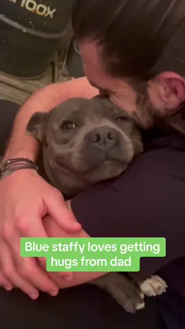 Cutest little smile 🥰 (🎥: @rio.thebluestaffie via bviral) #doggo #bluestaffy 