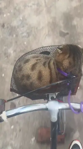 猫:下次可以用好点的车载我吗？ #fyp 