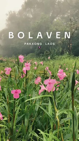 ณ ที่ราบสูง Bolaven บนนั้นมีดอกไม้สวยมากเลยนะ อยากให้ไปเห็นกับตา #ที่ราบสูงโบลาเวน #โบลาเวน #ลาวใต้ #ปากซอง #จำปาสัก #ลาว #เดินป่า #จุดกางเต็นท์ #trekking #laos🇱🇦 #🇱🇦 #ตาดขมึด #ตาดเสือ #น้ำตก #ภูเขา #bolavenplateau 