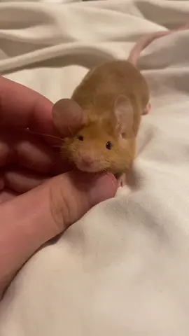 the sweetest boy 🐭#fancymousebreeder #fancymouse #miceoftiktok #mouse #mouselove #animalsoftiktok #cotswoldstonemousery 