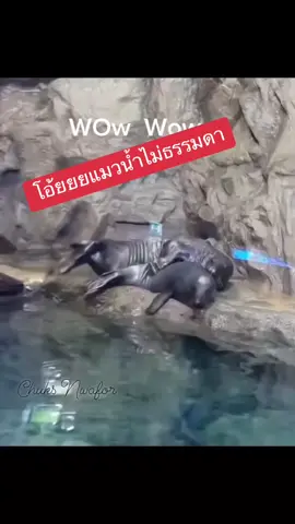 #แมวน้ำ 