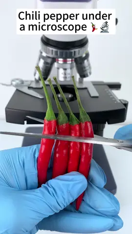 Chili pepper cool at 400x magnification! #microscope 