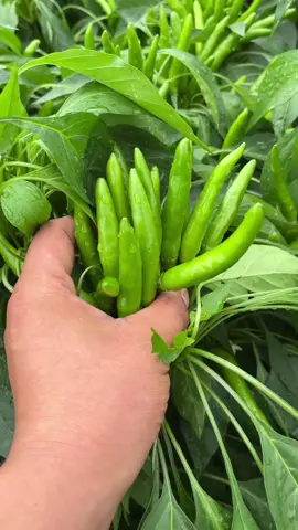 Nhìn thôi đã biết nó rất cay rồi 😇 #farmlife #farm #farming #farmer #LearnOnTikTok #xuhuongtiktok #nongsan #nongnghiep #nongthon #vietgap #ocop #chili #ớt #ớtchithien 