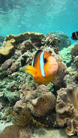 Snorkelling in Uluwatu Bali 🪸🐠 Nemo liked the go pro? 🐡  #uluwatu #bali #snorkeling  #fish  #fyp  #travel  #ocean  