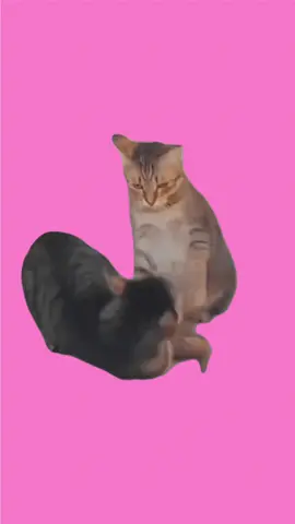 #розовый #футаж #footage #cat #кот #angree #злой #бой #стикер #ситуация #stickers #cats #коты #edits #greenscreen #pinkscreen 