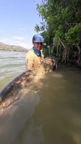 @Adventerfishing  #fishing #pesca #wedkarstwo #catfish #siluro #sum #spinfishing #predatorfish #rivergishing #monsterfish #sports #deporte 