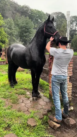 El Patrón #foryou #fyp #viral #trending #tiktok #frison #horse #vaquero #cowboy 