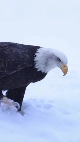 #aguia #eagle #eagles #beautiful #amazing #aesthetic #mundoanimal #animaisnotiktok #birds #videoviral #video #fyp #fypage #nature 