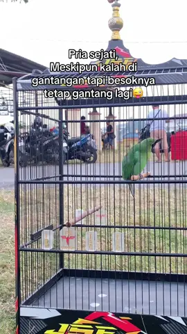 Jangan ikutan hoby burung ya dek ya, nanti uang jajanmu habis buat gantang. #kicaumania #kicaumaniaindonesia #gantangan #lombaburung #kicaumaniakudus 