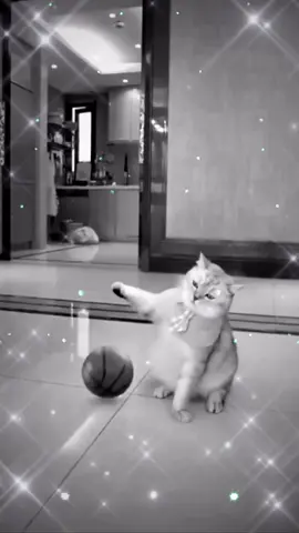 Is this real ?? #fyp #fypage #viral #trending #cat #bladee #ecco2k #draingang #opiumanimals #fyppppppppppppppppppppppp 