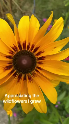 Let your garden grow 🌷💦☀️ #fyp #foryoupage #homesteading #homesteadtoktok #wildflower #growth #garden #beautifull #flowers #flower 