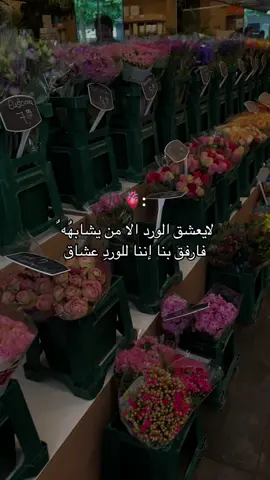 تصويري ✨I’m in love with this video ✨#اكسبلور #foryou #viral #explore #saarbrücken #ورد #flowers #سوريا 