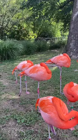 Oh, to have the balance of a sleeping flamingo😌 We think they'd take the gold for balance beam, what do you think?😉🏅