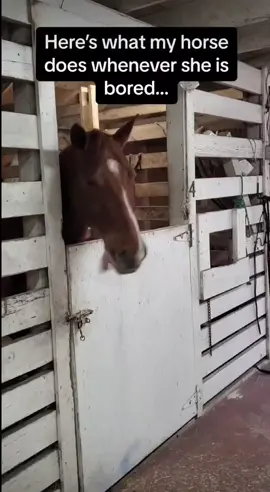 I'm blind what's happening  #horse #funny #funnyvideo #funnyanimals #viral #dogpool 