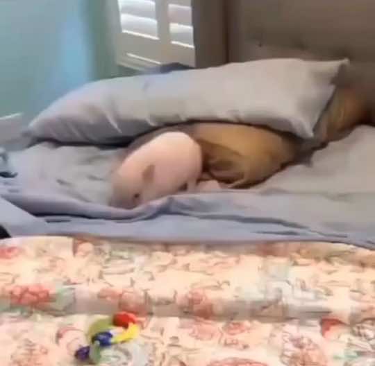 #pig #piglet #pigs #cutepigs#cute#cuteanimals#animals#farm#farmanimals#babyanimals#piggy#pigsoftiktok #repost #funny#hilarious#cute#adorable#adorablepets#pet#petpig#foryou#fyp#trending#tiktok#PetsOfTikTok #family#cool#funny#relaxing#bestofpigs#pig#Love#happy#joy#cuteness#cutenessoverloaded #babypig#babypigs 