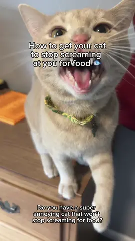😼📢 Does your cat meow at you all day demanding food? We adore our cats, but those constant cries for food can get tiresome, especially at 3 AM. Our RVN, Kristin, and her cat, Texas Toast, have the perfect solution!  #cat #cats #catsoftiktok #cattok #tips