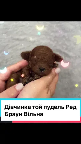 #тойпудель #тойпудельукраина #продажцуценятукраїна #продажа #цуценятаукраїна #цуценя #пудель #пудельлучшаясобака #пудельчернівці #цуценятапуделя #редбраунпуделькупить #тойпудельпродажа #пудельтой 