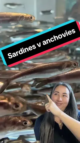 🐟 Think all these fishies are the same? Think again! Dive into the deets with us to spot  the differences between sardines and anchovies. Spoiler alert 🚨 All you need to do is A.S.K.! 😉 From booming catches to massive busts, the history of sardines and anchovies in Monterey Bay reminds us that sustainable fishing practices are key to keeping our oceans thriving.  #montereybayaquarium #sardine #anchovy #fish #ocean