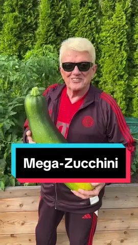 Meine extra große Zucchini… Vielleicht ist es sogar die größte in Kitzbühel? 😂😎 Euer #HEINO 