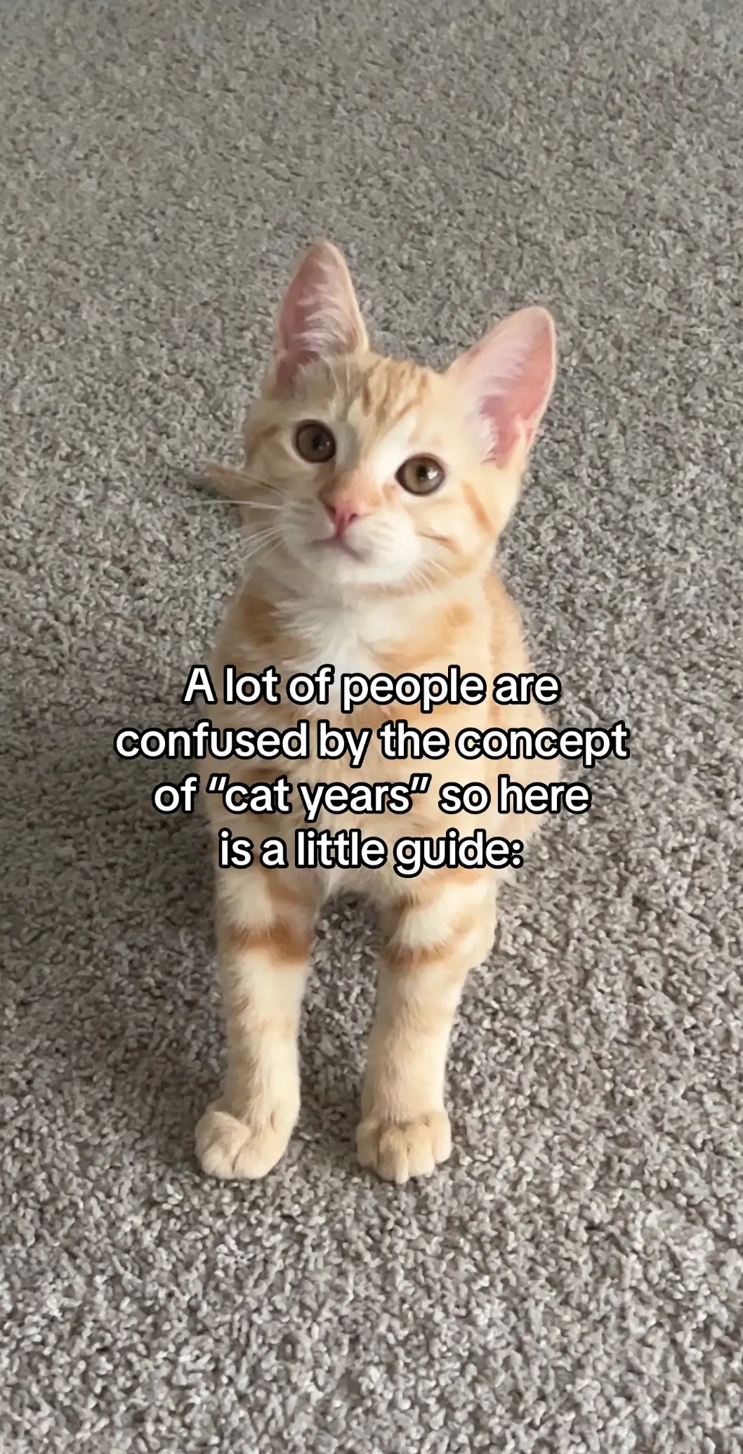 Hope this helps🐱 #cats 