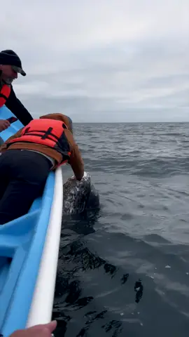 Have you ever seen a whale that looks and behaves like a puppy? 🐋🐶 This incredible encounter was nothing short of magical! This gentle giant approached our boat, clearly wanting some affection. Whales are such intelligent and curious creatures, and moments like these remind us of the deep connections we share with the ocean's inhabitants. Witnessing this beautiful creature seeking interaction was truly a once-in-a-lifetime experience. 🌊✨