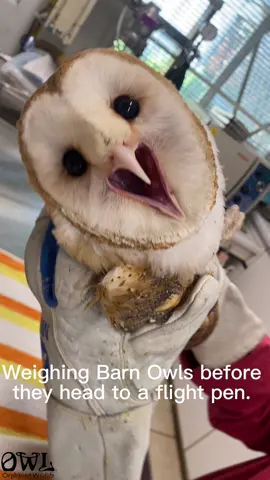 Did you know Barn Owls don’t hoot they have a series of screeching, hissing, and screams instead?  While moving a few barn owl patients from one area to a large pre-release flight pen, we took some short videos to share one of their defence mechanisms they use to scare potential predators away.  Thanks to our ‘volunteer’ Katelyn, 11, for editing together this video for us to share.  #OWLrehab #RescueRehabRelease #WildlifeRehabilitation #RaptorRehabilitation #barnowl 