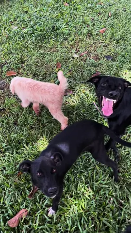 É um amor desinteressado, leal e que faz de você a pessoa mais importante do mundo. Permita-se ser amado assim, adote! Todos os cachorros no vídeo estão disponíveis para fazer parte da sua família e fazer até os dias ruins acabarem bem.  #viralata #srd #adoteumamigo